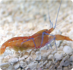 Caribbean Pistol Shrimp (Alpheus spp.)