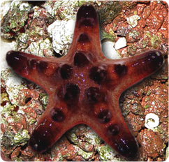 Chocolate Chip Starfish