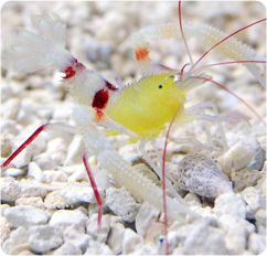 Symbiotic Shrimp