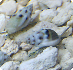 Nassarius Snail