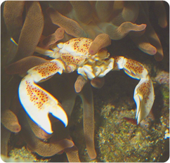 Porcelain Anemone Crab (Neopetrolisthes spp.)