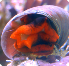 https://www.bluezooaquatics.com/images/products/Invertebrates/large/Red_Foot_Snail_ps.jpg