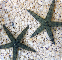 Sand Sifting Star