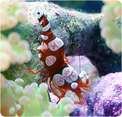 Many shrimp do not tolerate hyposaline conditions.