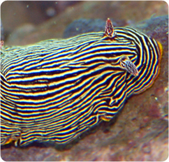 Giant Striped Sea Slug - Navanax inermis
