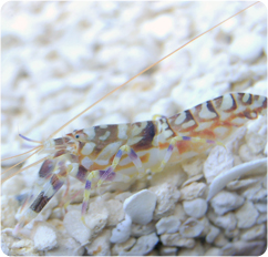 Tiger Pistol Shrimp (Alpheus bellulus)