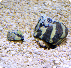 Zebra Turbo Snail