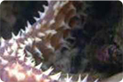 Tigertail Sea Cucumber