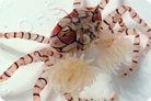 Pom Pom Crab