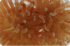 lps corals
