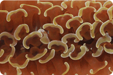 lps corals