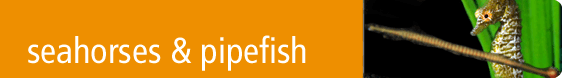 Seahorses & Pipefish