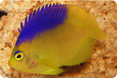 Angels Dwarf Dwarf Angelfish Like Flame Angels For Saltwater Aquariums Reef Aquariums,How To Make An Omelette With Cheese