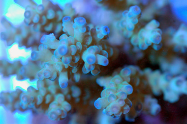Aquacultered Coral