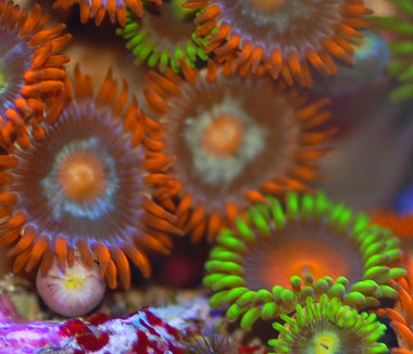 Assorted Fiji Zoa Close