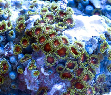 Assorted Fiji Zoa Green