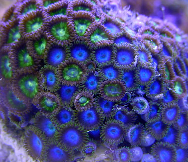 Blue Zoa Green