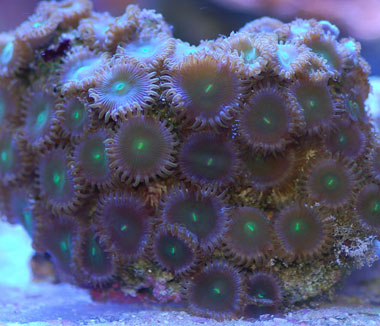 Button Polyp Green