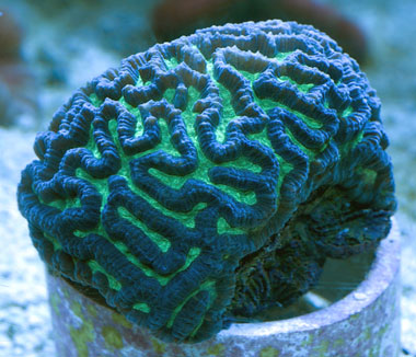 Alien Maze Brain Coral main image 1
