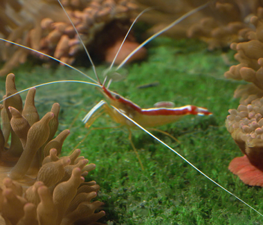 Scarlet Cleaner Shrimp With Rose Bubbles