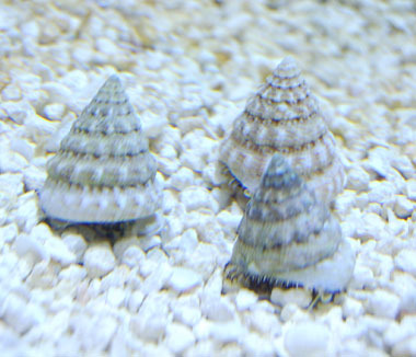 Trochus Snail