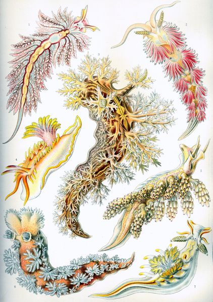 Haeckel Nudibranchia