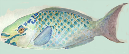 Bicolor Parrotfish