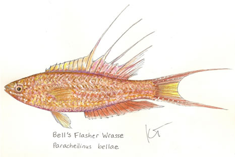 Bell’s Flasher Wrasse by Karen Talbot