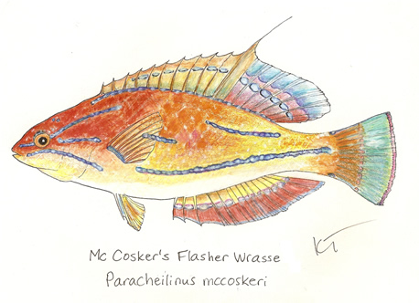 Filamented Flasher Wrasse by Karen Talbot