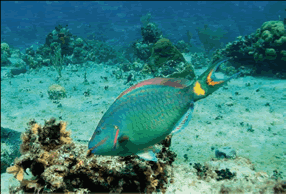 Spotlight Parrotfish